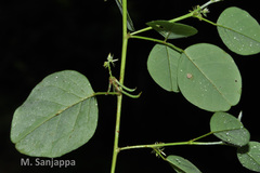 Indigofera trita var. marginulata